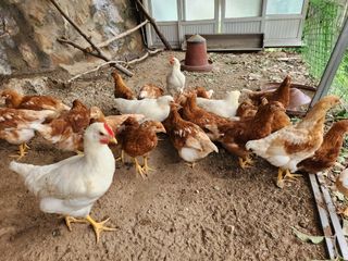 우양수님의 장터이야기 · 자유게시판 작성글 사진