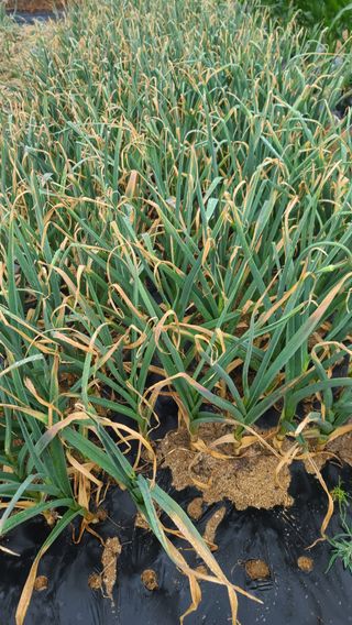 이용우님의 마늘 · 수확 작성글 사진