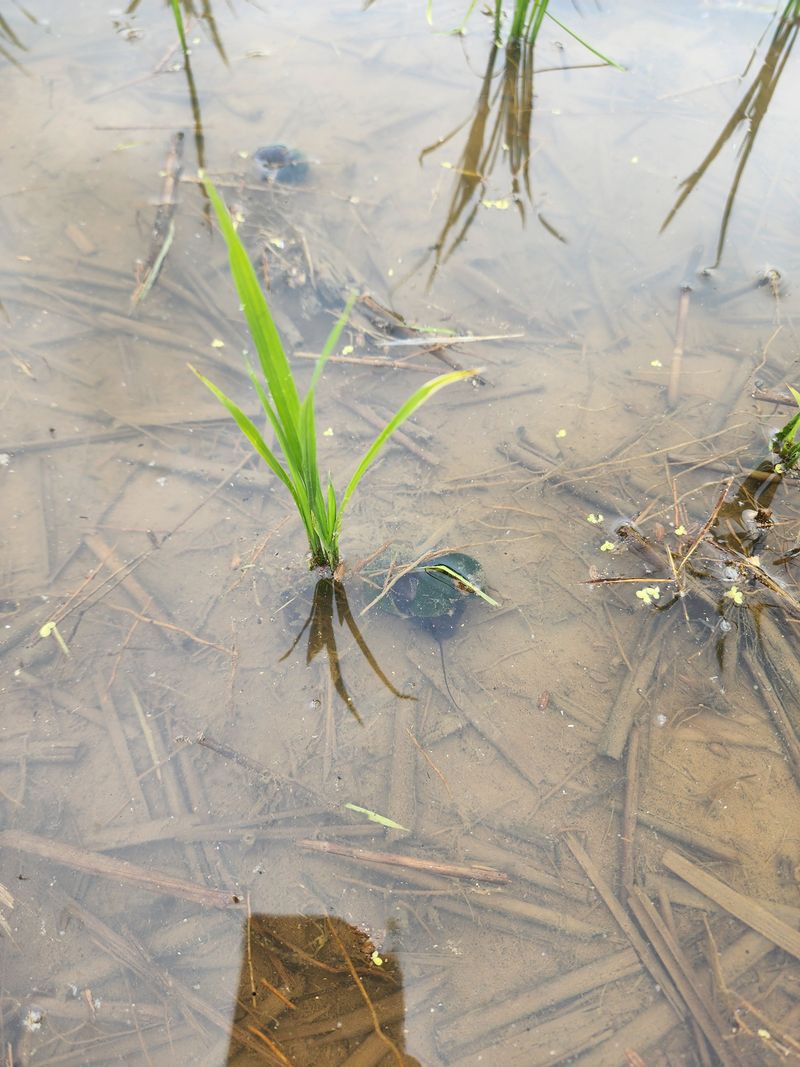 농부 임성훈님의 장터 판매 상품 [향미(백미쌀) 누룽지향미] 첨부 사진