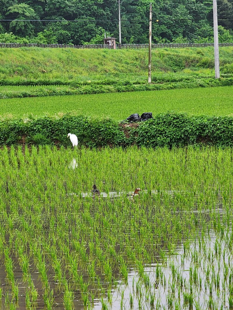 농부 임성훈님의 장터 판매 상품 [향미(백미쌀) 누룽지향미] 첨부 사진