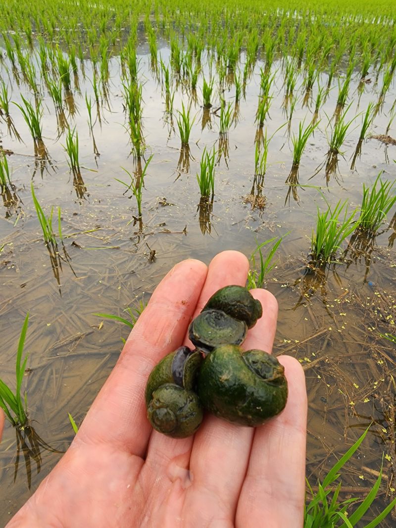 농부 임성훈님의 장터 판매 상품 [향미(백미쌀) 누룽지향미] 첨부 사진