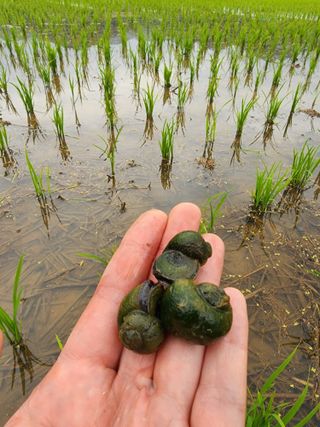 농부 임성훈님의 작성글 사진