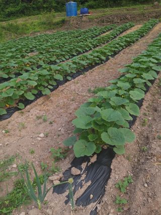 유석범님의 호박 · 자유게시판 작성글 사진