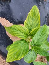 팜모닝 참깨·병해충상담 게시글 이미지