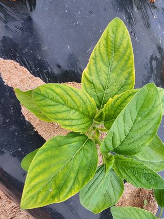 마늘27696님의 참깨 · 병해충상담 작성글 사진