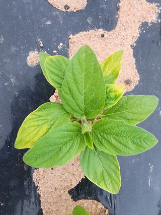 마늘27696님의 참깨 · 병해충상담 작성글 사진