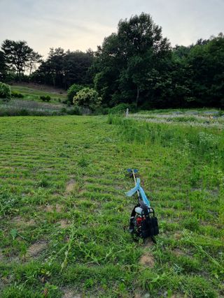 김갑태님의 토마토 · 제초 작성글 사진