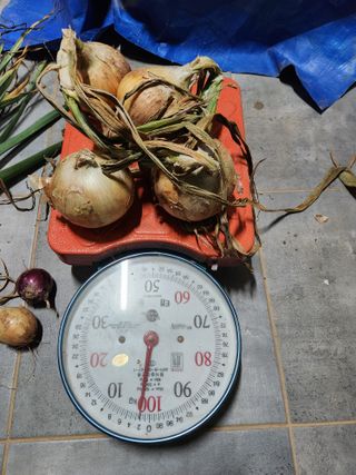 최승일님의 양파 · 자유게시판 작성글 사진