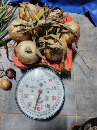 최승일님의 양파 · 자유게시판 작성글 사진