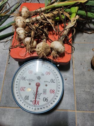 최승일님의 양파 · 자유게시판 작성글 사진