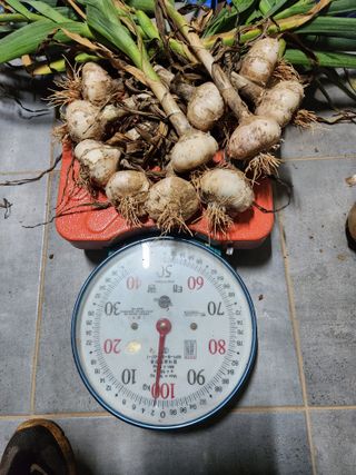 최승일님의 양파 · 자유게시판 작성글 사진