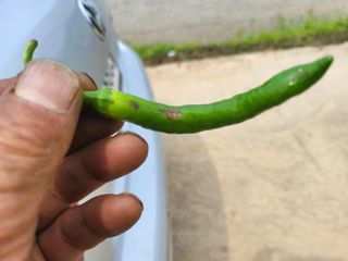 대광자동차공업사님의 고추 · 병해충상담 작성글 사진