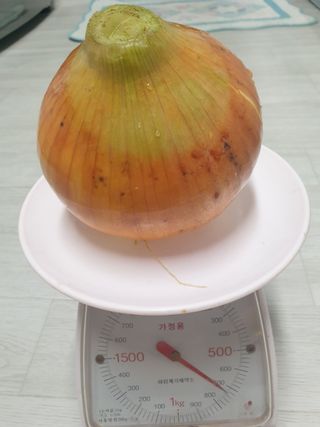 가산농장님의 양파 · 자유게시판 작성글 사진