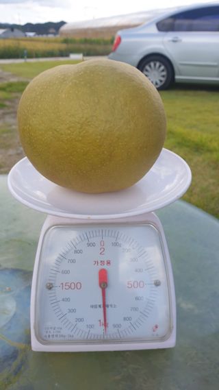 가산농장님의 양파 · 자유게시판 작성글 사진