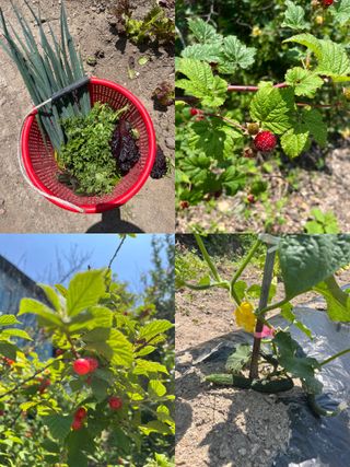 농부딸님의 자유주제 · 자유게시판 작성글 사진