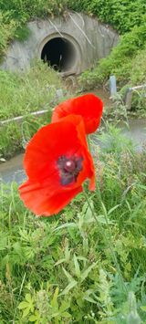 팜모닝 자유주제·자유게시판 게시글 이미지