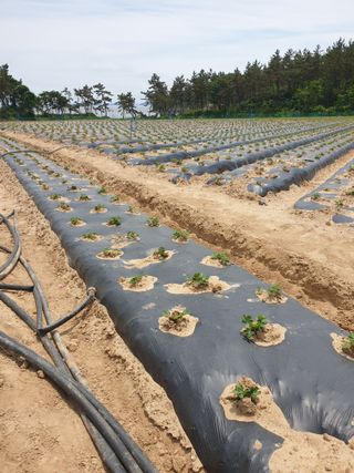 김은아SM님의 기타작물 · 자유게시판 작성글 사진