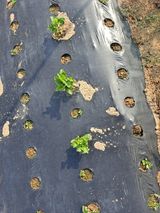 팜모닝 참깨·병해충상담 게시글 이미지