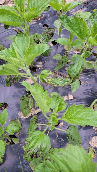 민주님의 참깨 · 병해충상담 작성글 사진