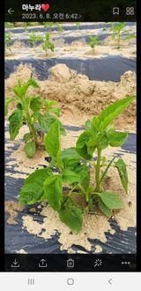 팜모닝 참깨·자유게시판 게시글 이미지