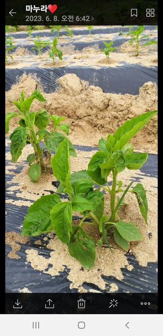 초보굴백이님의 참깨 · 자유게시판 작성글 사진