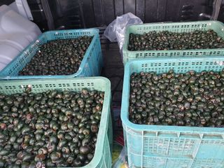 이광미님의 농부님! 어떤 농약 쓰세요? · 참여 작성글 사진