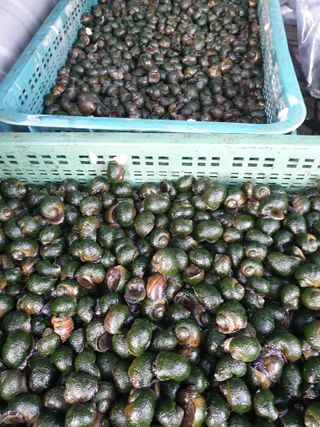 이광미님의 농부님! 어떤 농약 쓰세요? · 참여 작성글 사진