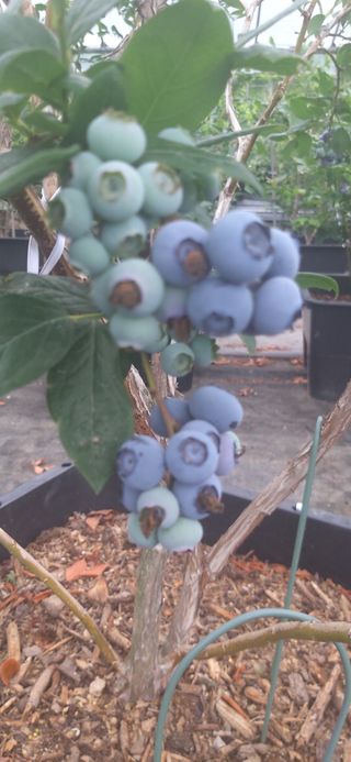 산마루농장님의 블루베리 · 자유게시판 작성글 사진
