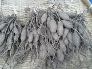 박해란님의 기타작물 · 병해충상담 작성글 사진