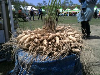 박해란님의 기타작물 · 병해충상담 작성글 사진