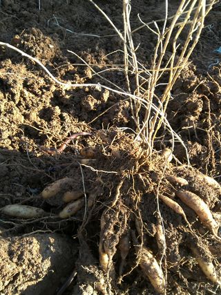 박해란님의 기타작물 · 병해충상담 작성글 사진