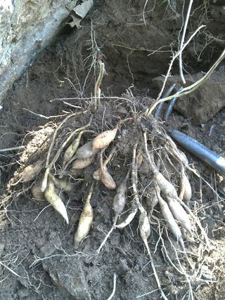 박해란님의 기타작물 · 병해충상담 작성글 사진