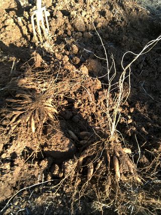 박해란님의 기타작물 · 병해충상담 작성글 사진