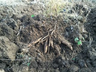 박해란님의 기타작물 · 병해충상담 작성글 사진