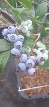 팜모닝 자유주제·자유게시판 게시글 이미지