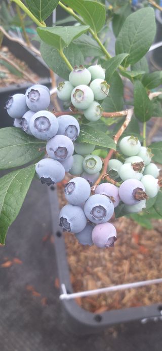 산마루농장님의 자유주제 · 자유게시판 작성글 사진