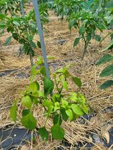 팜모닝 고추·병해충상담 게시글 이미지