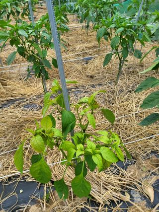정용학님의 고추 · 병해충상담 작성글 사진