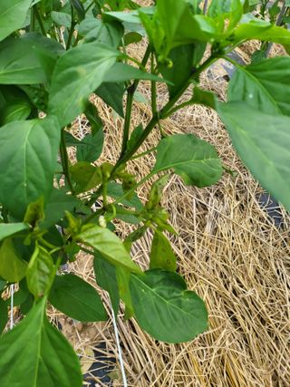 정용학님의 고추 · 병해충상담 작성글 사진