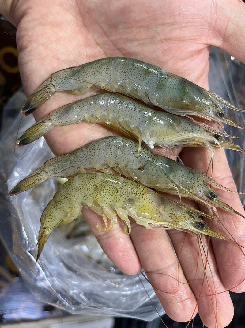 장터 상품 [중하새우 2키로] 썸네일