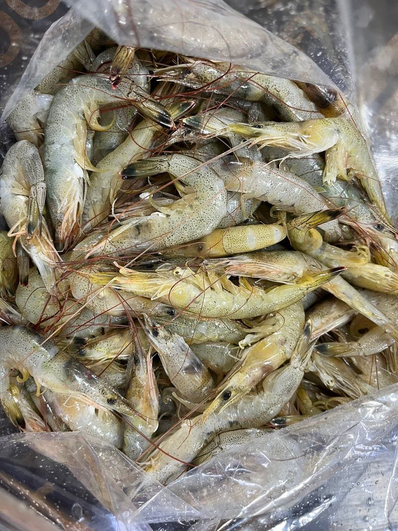 목포 물좋은수산님의 장터 판매 상품 [중하새우 2키로] 첨부 사진