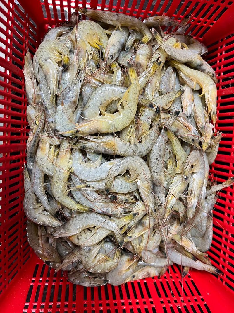 목포 물좋은수산님의 장터 판매 상품 [중하새우 2키로] 첨부 사진