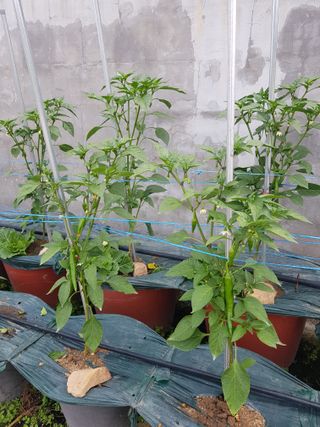 옥이네님의 농부님! 어떤 농약 쓰세요? · 참여 작성글 사진