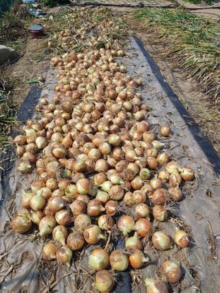 옥이네님의 농부님! 어떤 농약 쓰세요? · 참여 작성글 사진