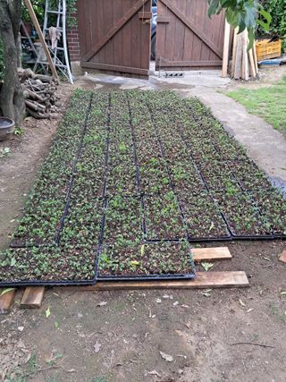 정선경님의 콩 · 자유게시판 작성글 사진