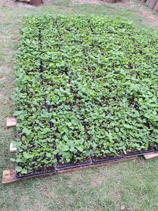 정선경님의 콩 · 자유게시판 작성글 사진