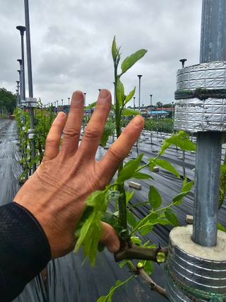 망운천지향토농원님의 자유주제 · 자유게시판 작성글 사진