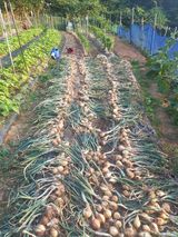 팜모닝 농부님! 어떤 농약 쓰세요?·참여 게시글 이미지