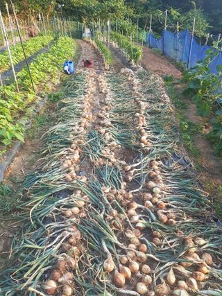 김명규님의 농부님! 어떤 농약 쓰세요? · 참여 작성글 사진