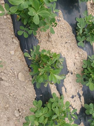 상추14154님의 기타작물 · 병해충상담 작성글 사진